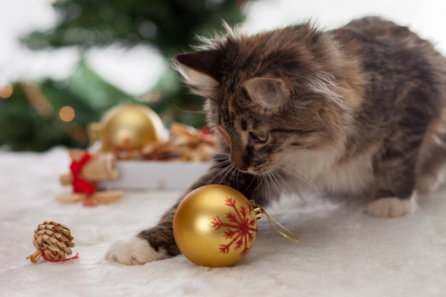 Коледни празници с котка – за какво трябва да внимаваме
