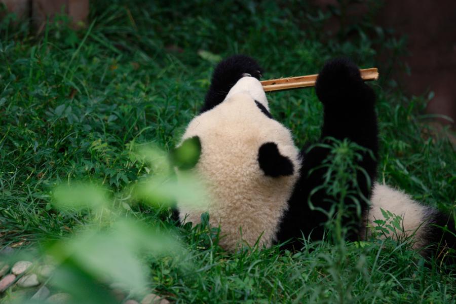 Видео: Панда пада от дърво