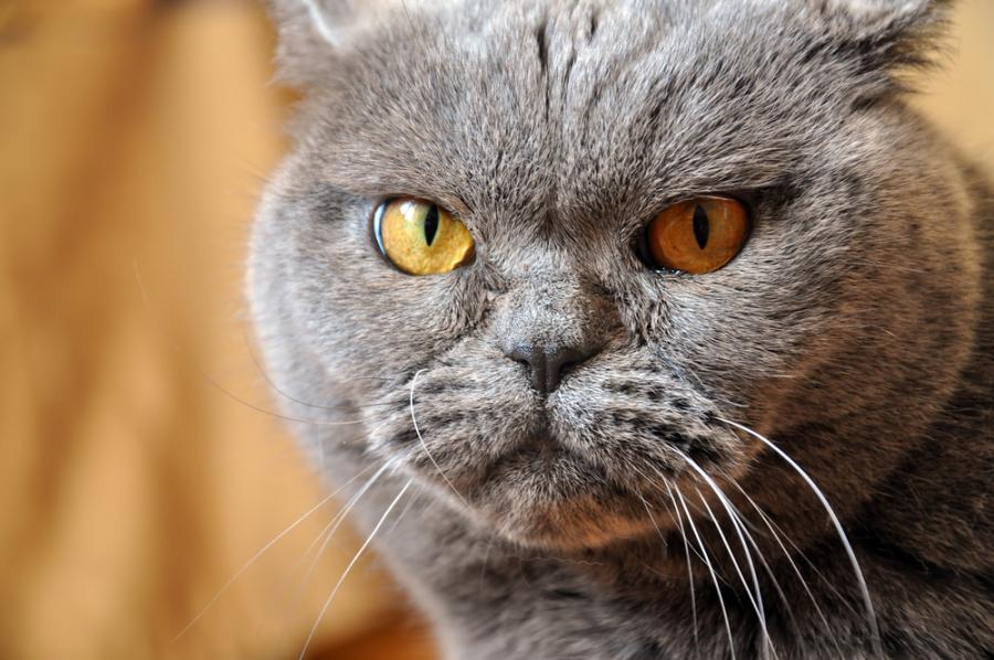 11 от най-гневните котки на света, на които им е писнало от вашите глупости