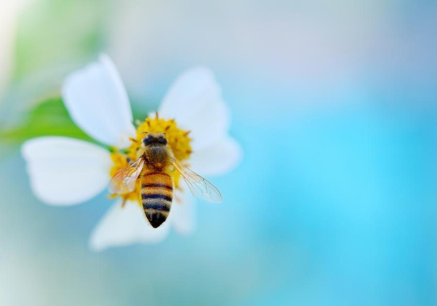 Най-древните израелски пчели били турски