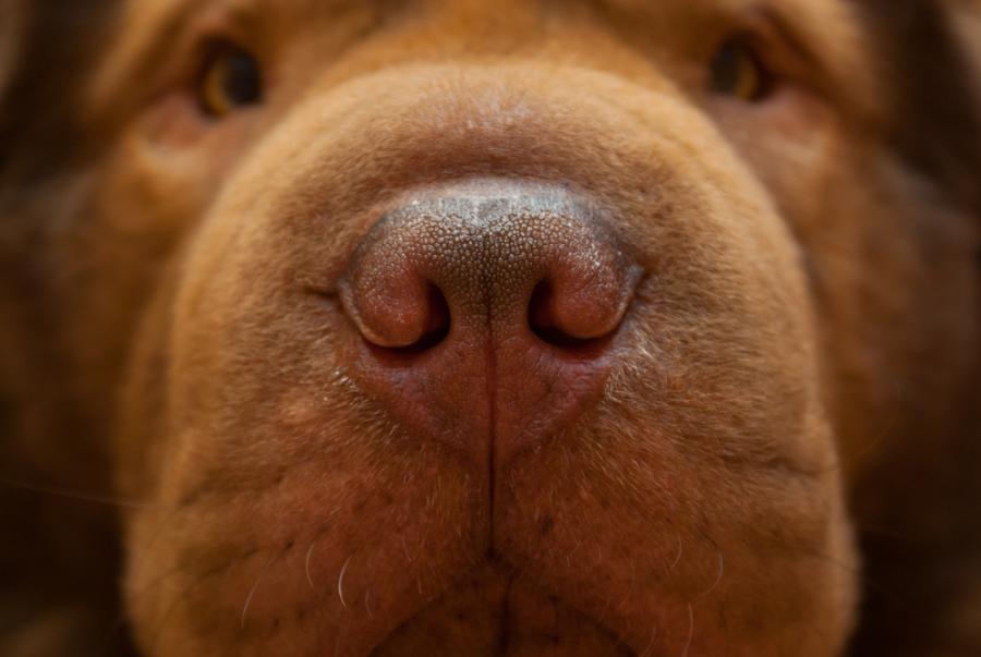 7 неочаквани неща, които кучетата могат да подушат