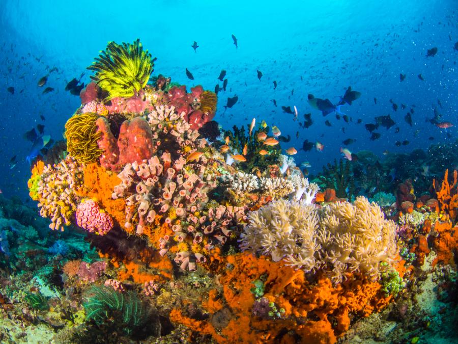 Коралите се научиха да се справят с глобалното затопляне 