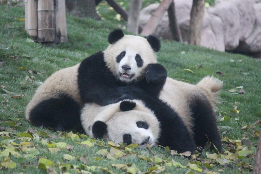 Защо пандите имат черна и бяла козина?