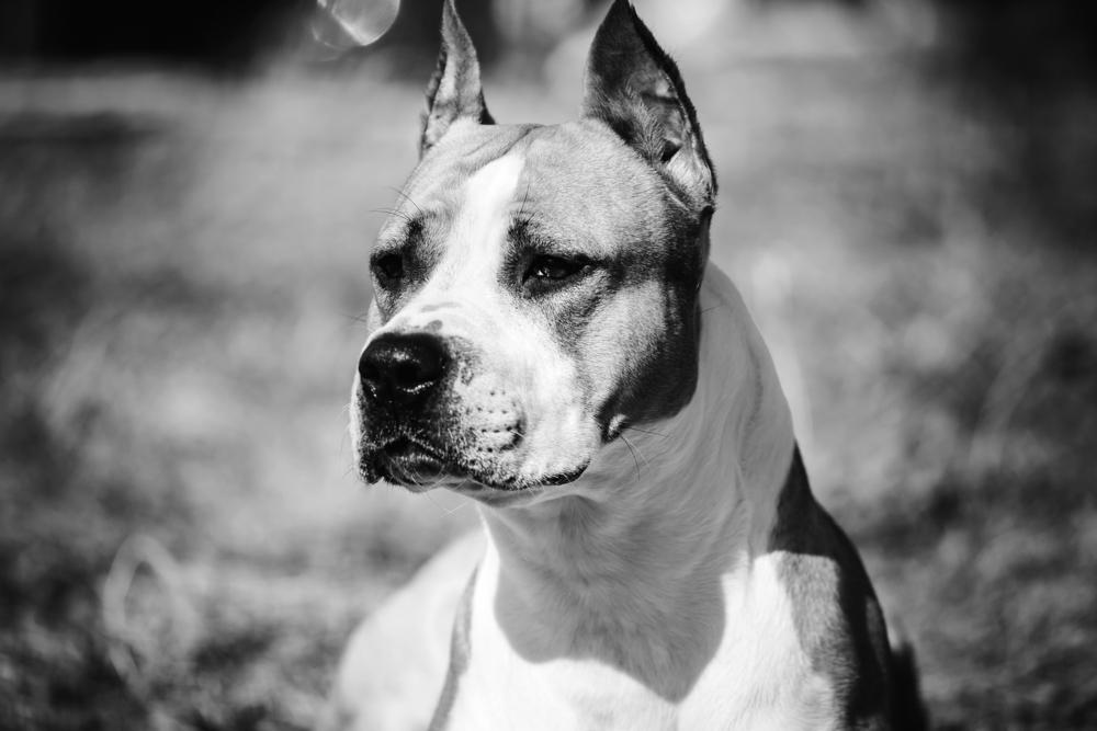 Човешката храна е задвижила еволюцията на кучето