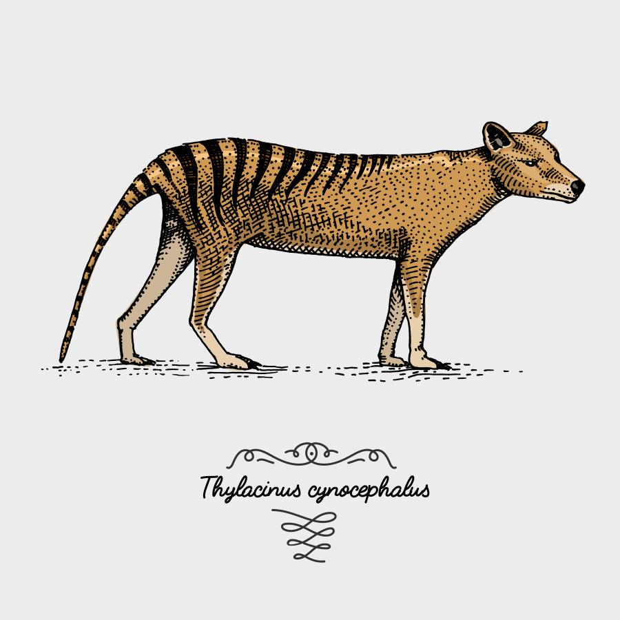 Учени търсят смятания за изчезнал тасманийски вълк