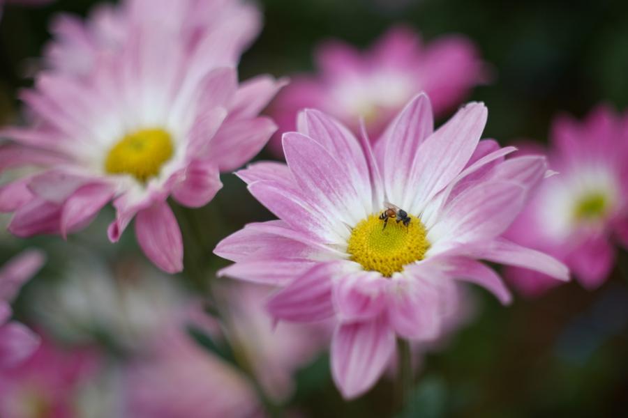Растенията подкупват пчелите с дрога