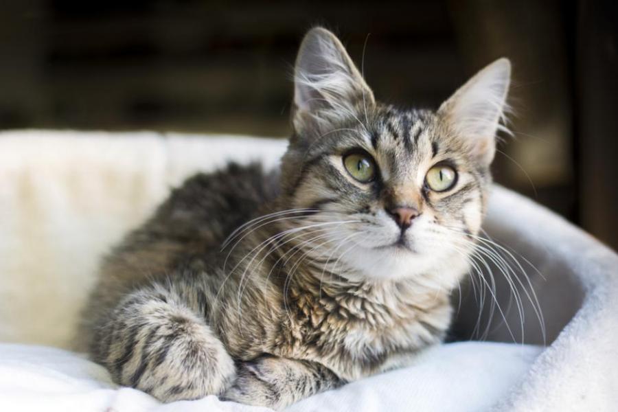 Връзката между котките и предприемачите