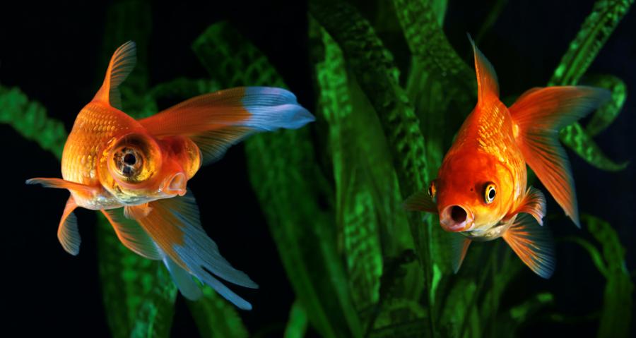 Златната ви рибка се справя с мръсния аквариум, като произвежда свой собствен алкохол