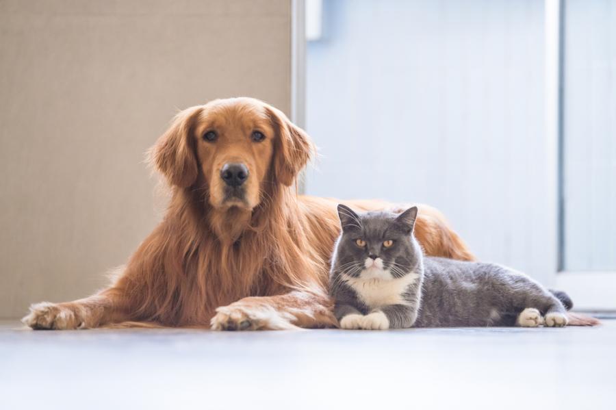 Как да помогнете на кучето и котката да съжителстват в мир и разбирателство