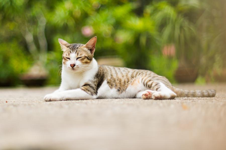 Котката като домашен любимец в детството увеличава риска от психическо заболяване