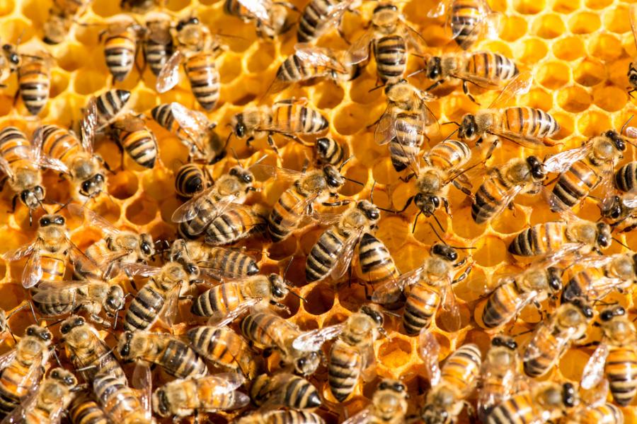 Видео: Как тече животът в кошера на пчелите?