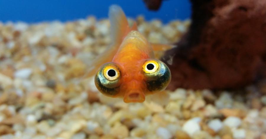 О, Боже, те са толкова шокирани: 20 забавни снимки