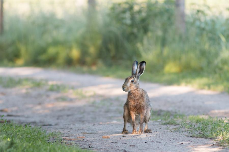Видео: Вижте епичното бягство на този сърцат заек