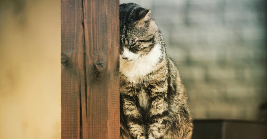 Котките и кучетата могат да се чувстват самотни, депресирани и гневни
