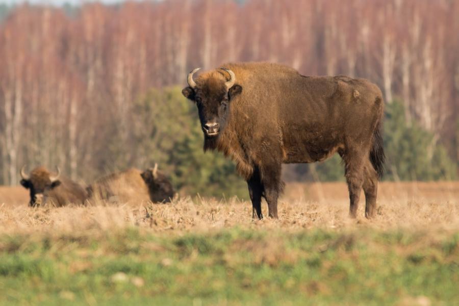 Най-големият бозайник в Европа се завръща в Румъния