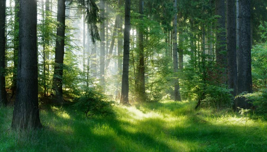 Учени към екоактивисти от цял свят: Започвайте да засаждате гори, това е спасението