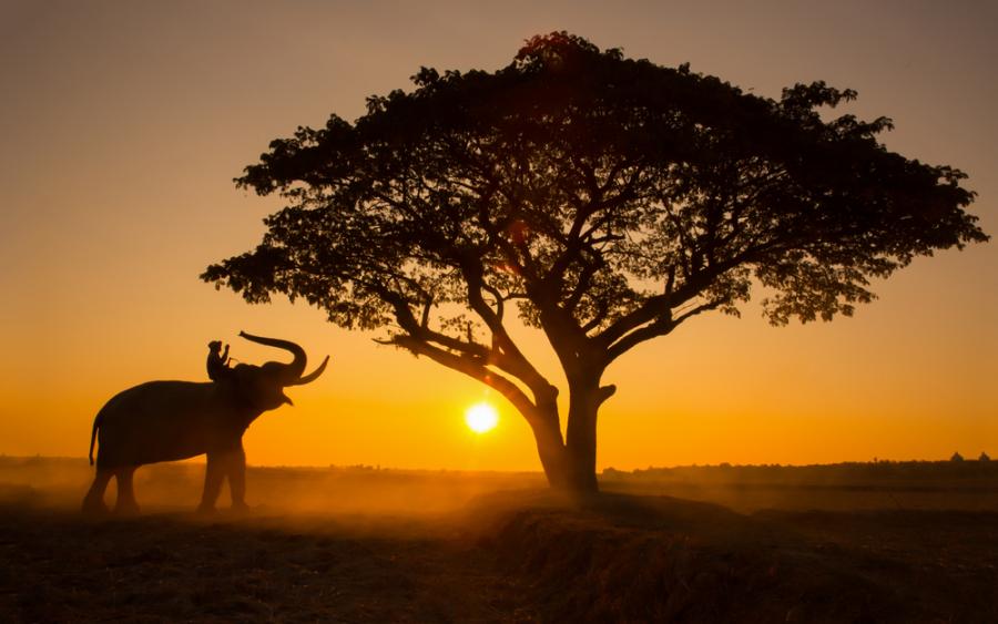 Мравки пазят дървета от слонове
