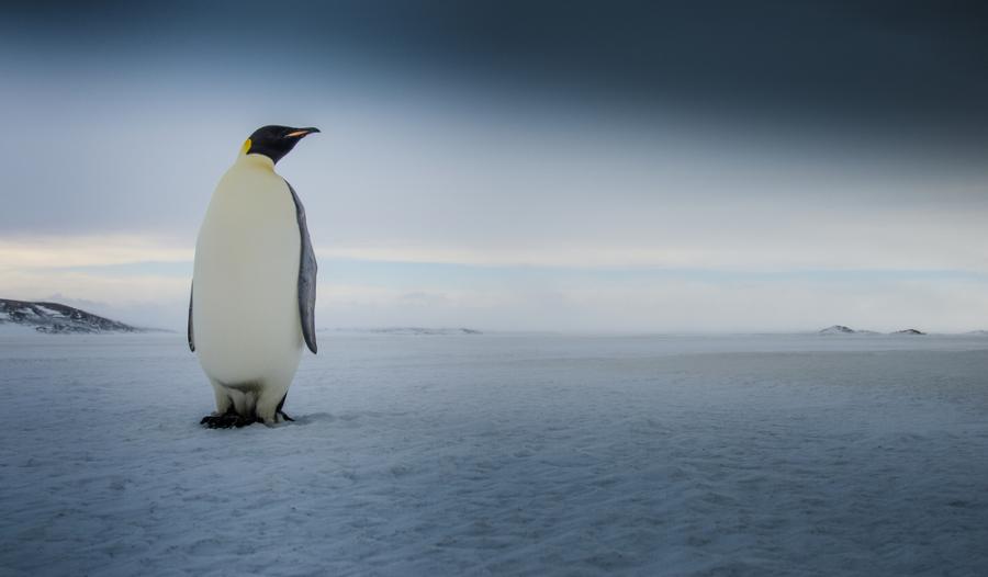 Защо пингвините не замръзват на леда?