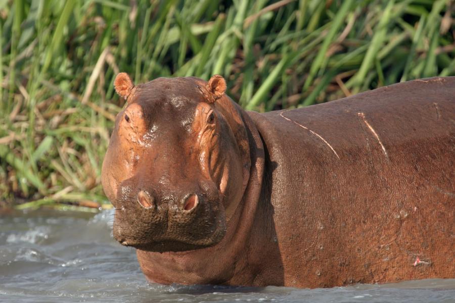 „Кървата пот“ на хипопотамите има уникални свойства