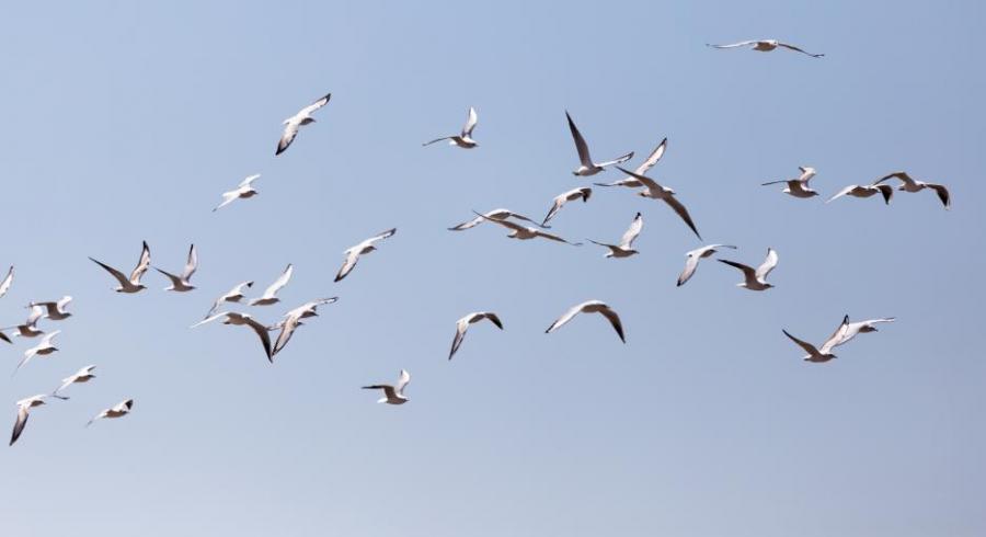 Шумът на автомобилите състарява птиците по-бързо
