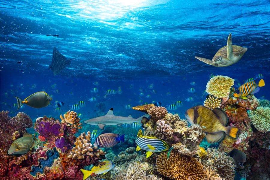 Супер коралите – следващото поколение от океански рифове?  