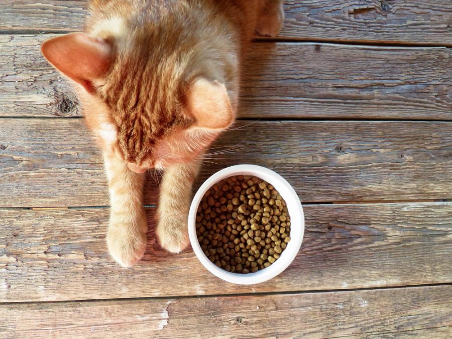 Ветеринари: Храним котките си погрешно