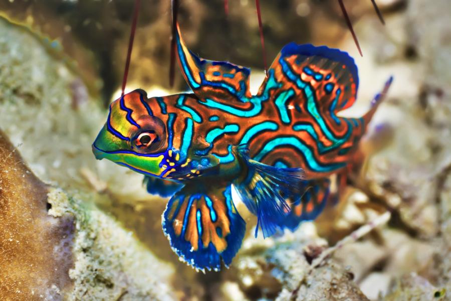Това са 8 от най-красивите и екзотични риби