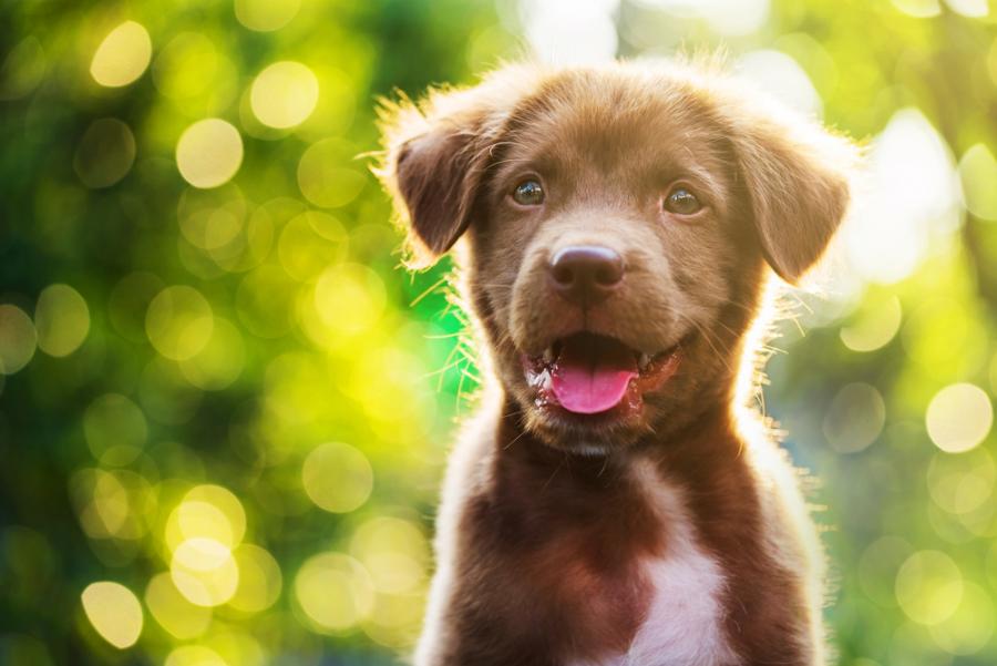 30 наистина любопитни факта за кучетата