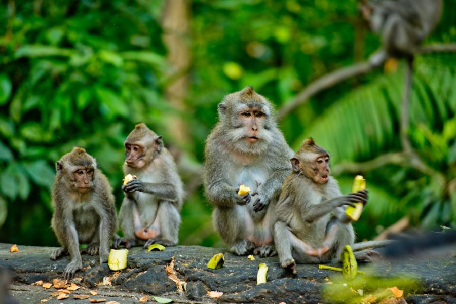 Икономиката на маймуните: Ирационална като нашата