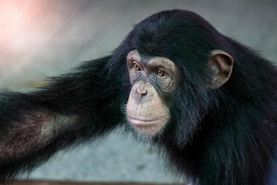 Американска лаборатория е създала хибрид между човек и шимпанзе преди 100 години
