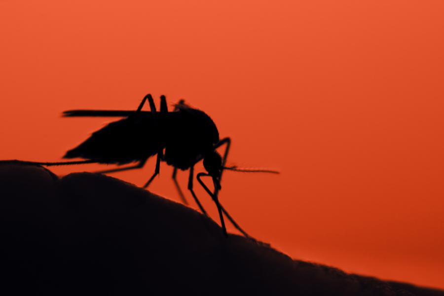Комари предават ДНК на тези, които хапят