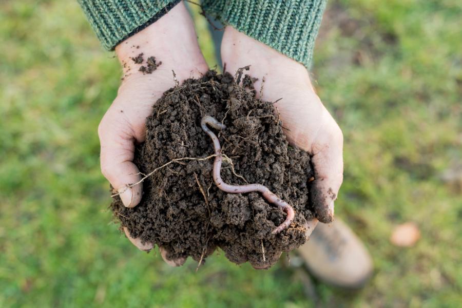 Микропластмасата в почвата пречи на растежа на земните червеи