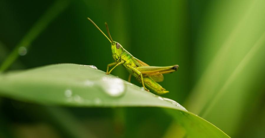 По-дребните скакалци печелят повече дами