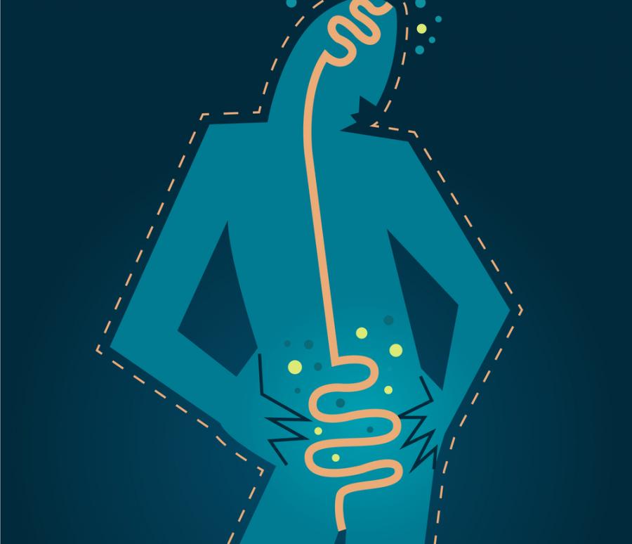 Правят ли ни дебели микробите в червата ни?