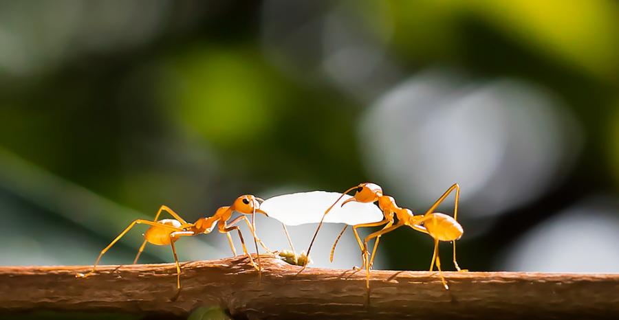 Първите мравки мутанти в света имат объркан социален живот