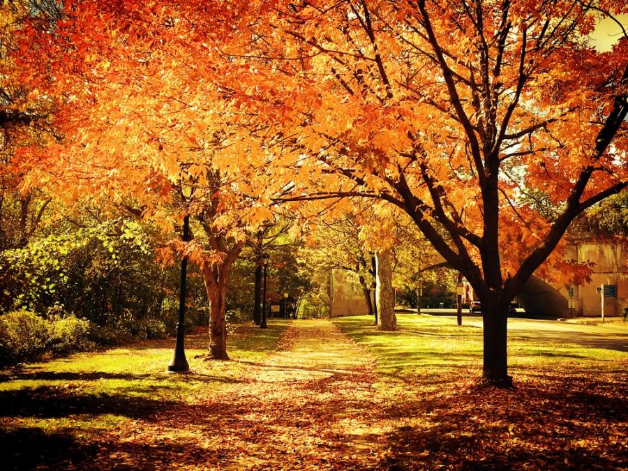 Защо мозъкът обича есента
