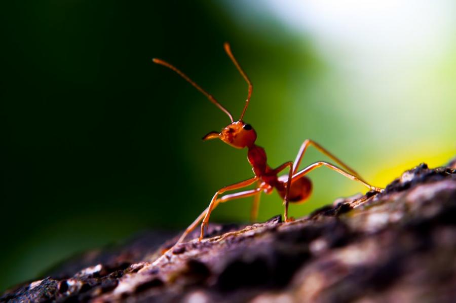 Мравки си имат свой Facebook 