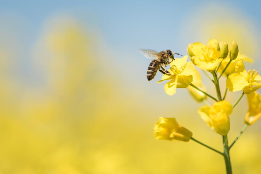 Любопитни факти за пчелите