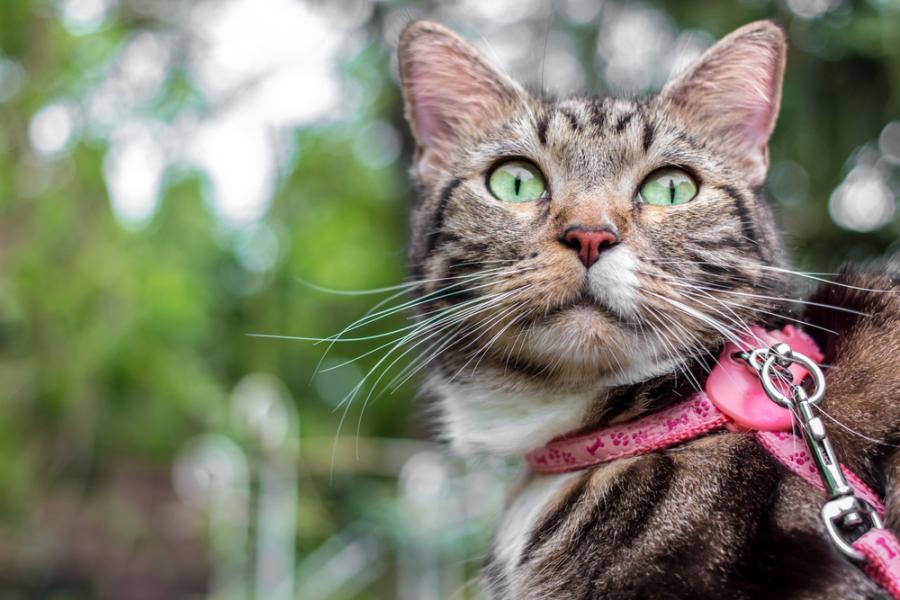 Учени искат котките да са на каишки, но ЕС не одобрява