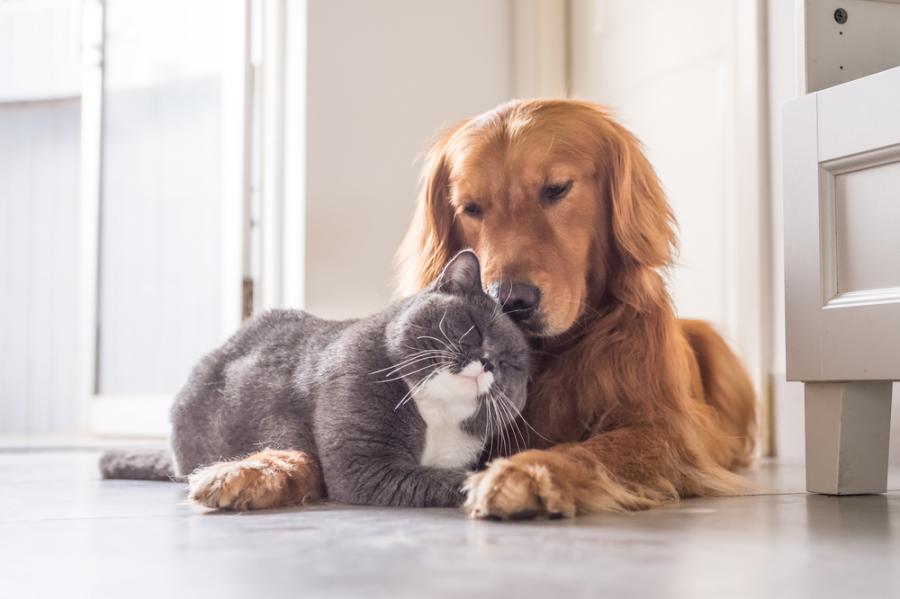 Как да помогнете на кучето и котката у дома да се спогодят – част I