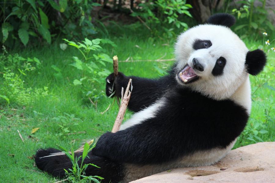 Тези малки панди избягват взимането на лекарства по особено симпатичен начин