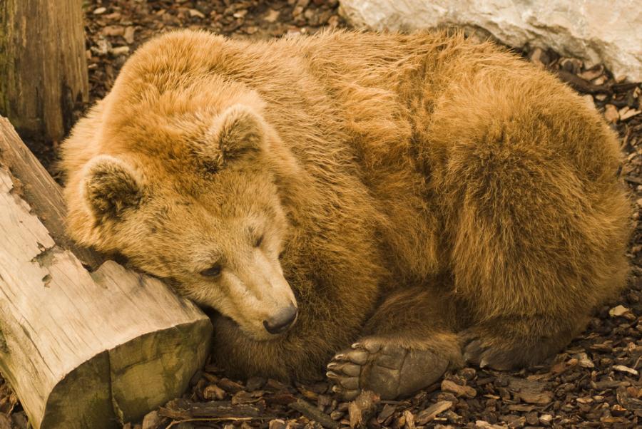 Какво се случва с мечката, когато е в летаргия