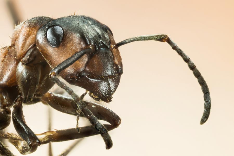 Мравката е съществото с най-голям мозък
