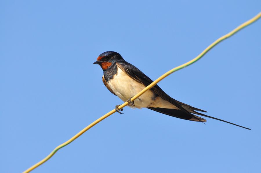 Притча за лястовицата и враната 
