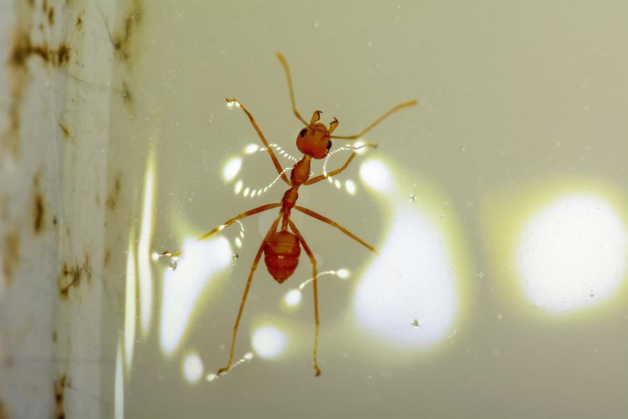 Мравки оформят салове, като поставят малките си най-долу