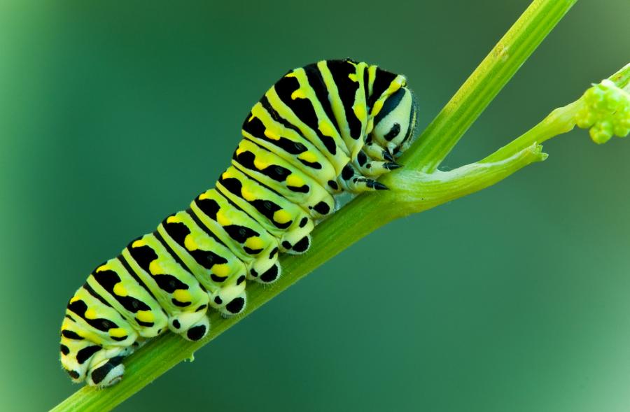 20 снимки, разкриващи вълшебния миниатюрен свят на насекомите