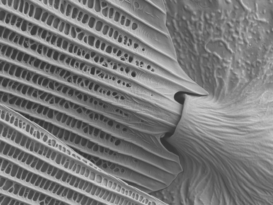 Фотозагадка: Какво е това?