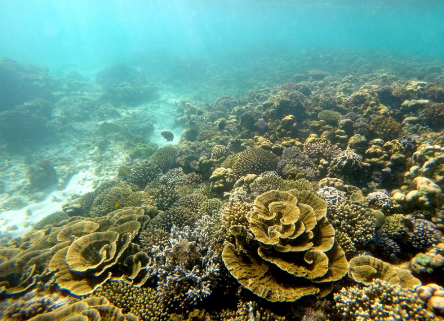 Големият бариерен риф може да се самоизлекува, но има нужда от помощ