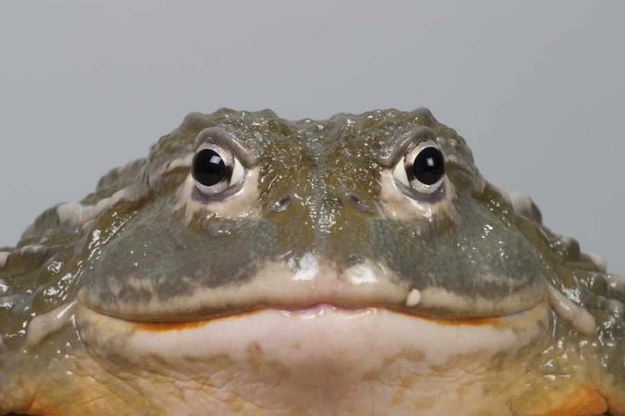 Дяволската жаба е могла да изяде дори динозавърче