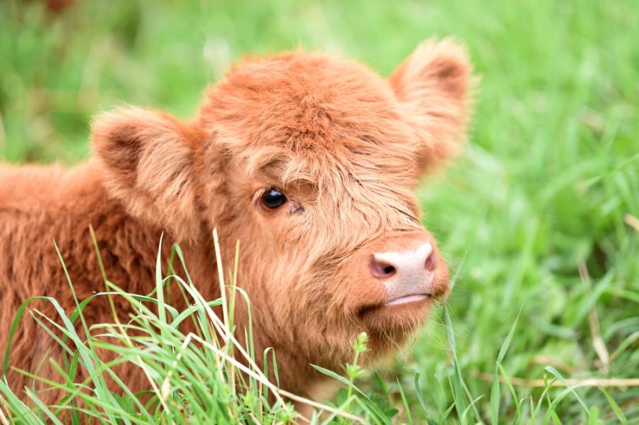 Чувствате се тъжни? Тези 11 мънички шотландски високопланински говеда ще ви накарат да се усмихнете